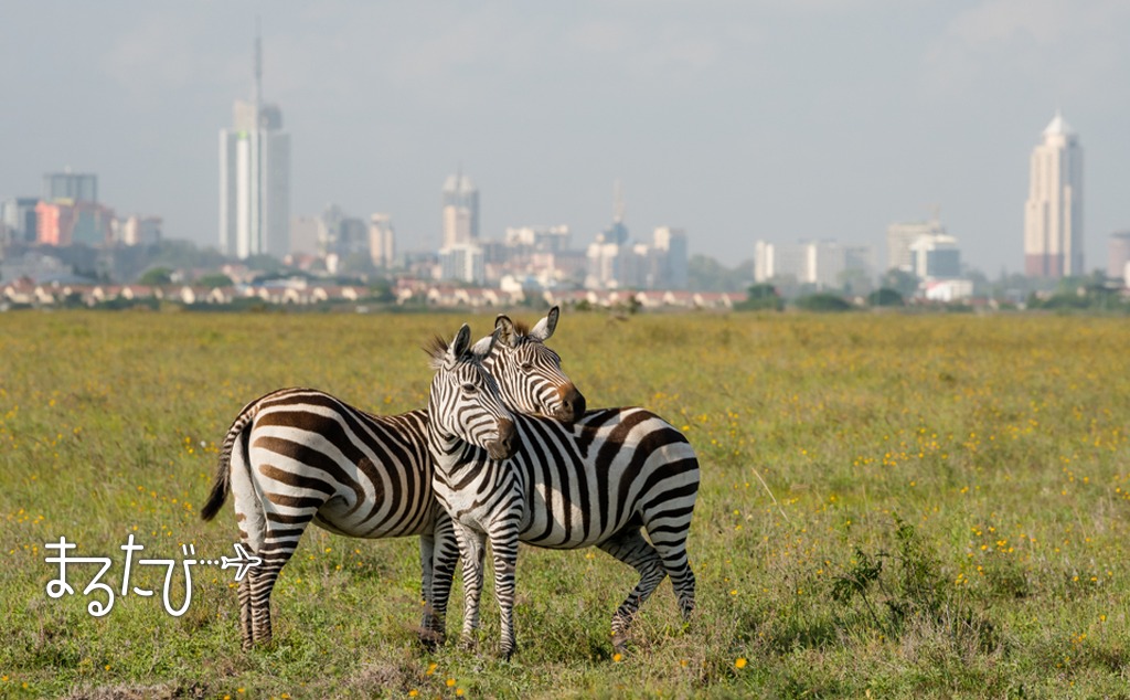 ナイロビ国立公園をオンラインツアーで楽しむ