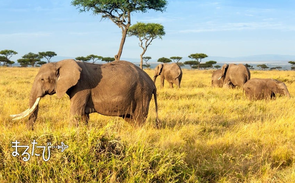 オンライン旅行でサファリツアー｜ナイロビ国立公園